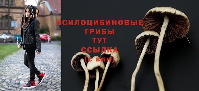 закладки  Нальчик  Галлюциногенные грибы MAGIC MUSHROOMS 